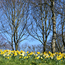 Woodland Daffodils